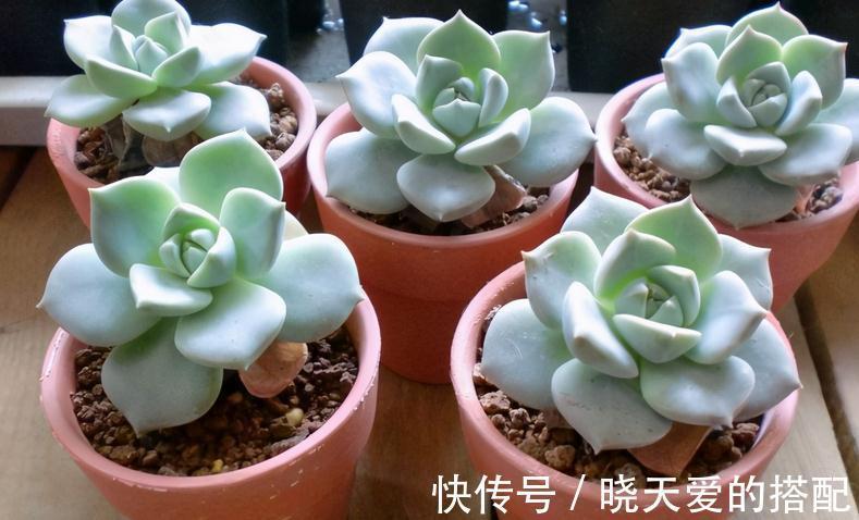 腐熟|“加工”后的淘米水养多肉,效果杠杠的,早知道早受益