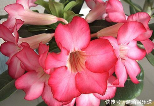 沙漠玫瑰|这几款花卉，堪称花界“开花机器”，盆栽上几种，花开繁华又浪