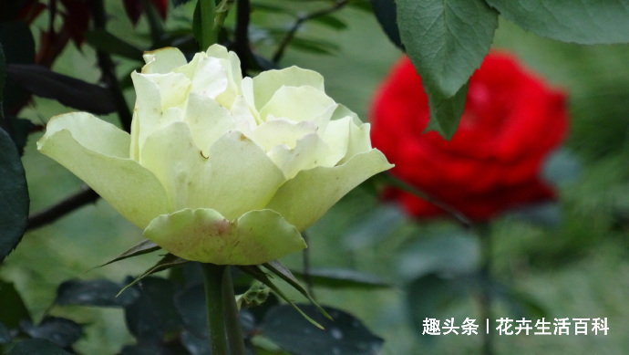 喜欢菊花,不如养盆“精品玫瑰”绿云玫瑰,宛如碧玉,实属珍品!