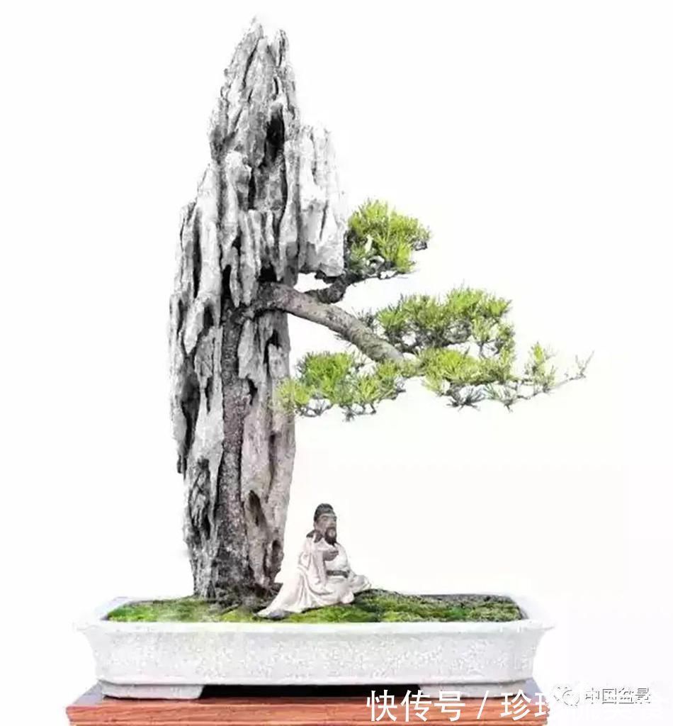 盆景|极品附石山松盆景,见过的人都忍不住竖起大拇指!