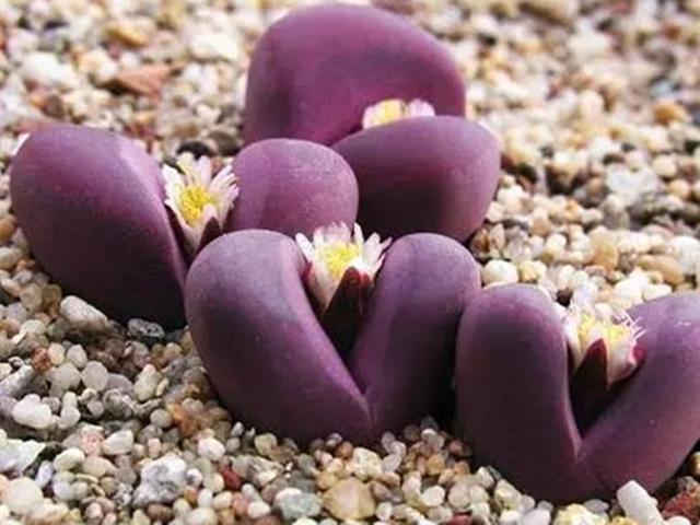 多肉贵货自己也能养出来找对方法，花些时间，养出贵货不太难