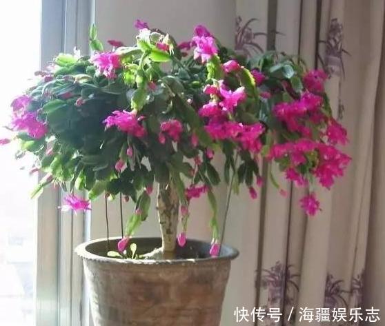植株|这10种花夏天“晒不得”,一见强光就黄叶,赶紧搬回家