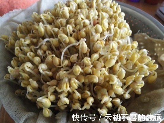 豇豆|今天才知道，原来发豆芽这么简单，3天就能吃，比买的还脆嫩新鲜