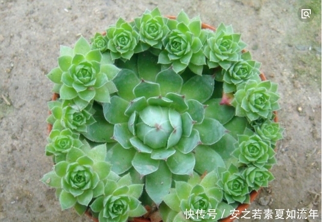 叶子|多肉植物常见,这种会“生崽”的你见过吗?美的像花