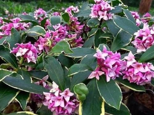 四种花常年开花易爆盆，花朵大花期长，开花超漂亮