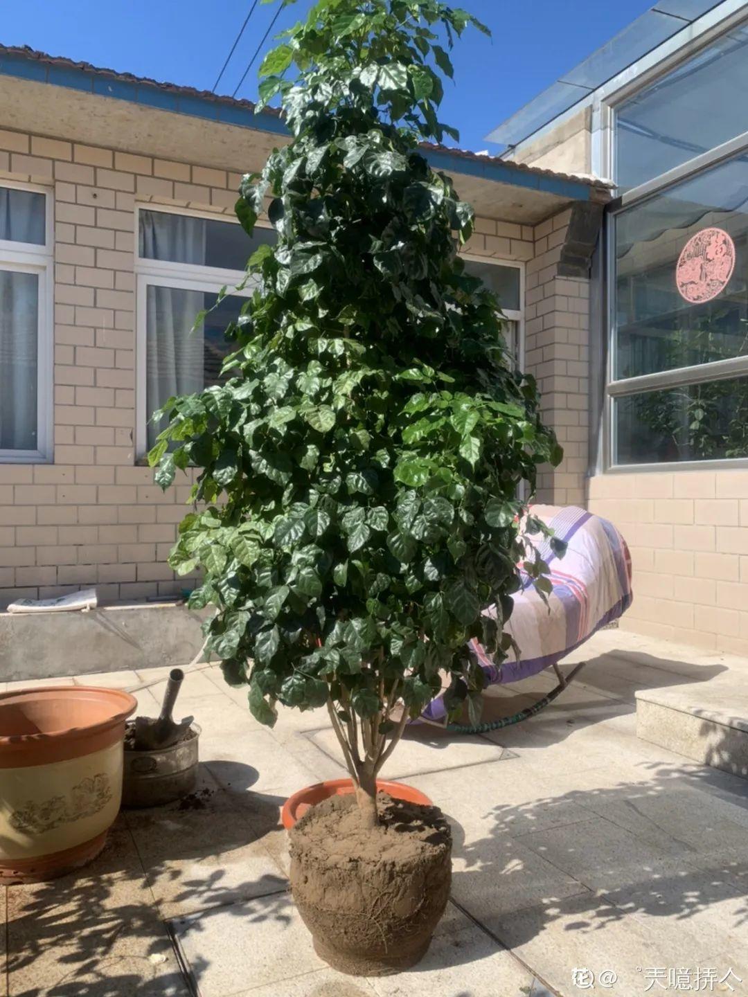 大叶|10种花越高越值钱,能长到2米,大高个霸气镇宅!