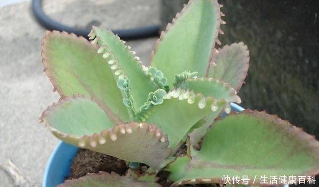 趁着天气暖和扦插这3种花，好生根好爆盆，来点土就能成活！