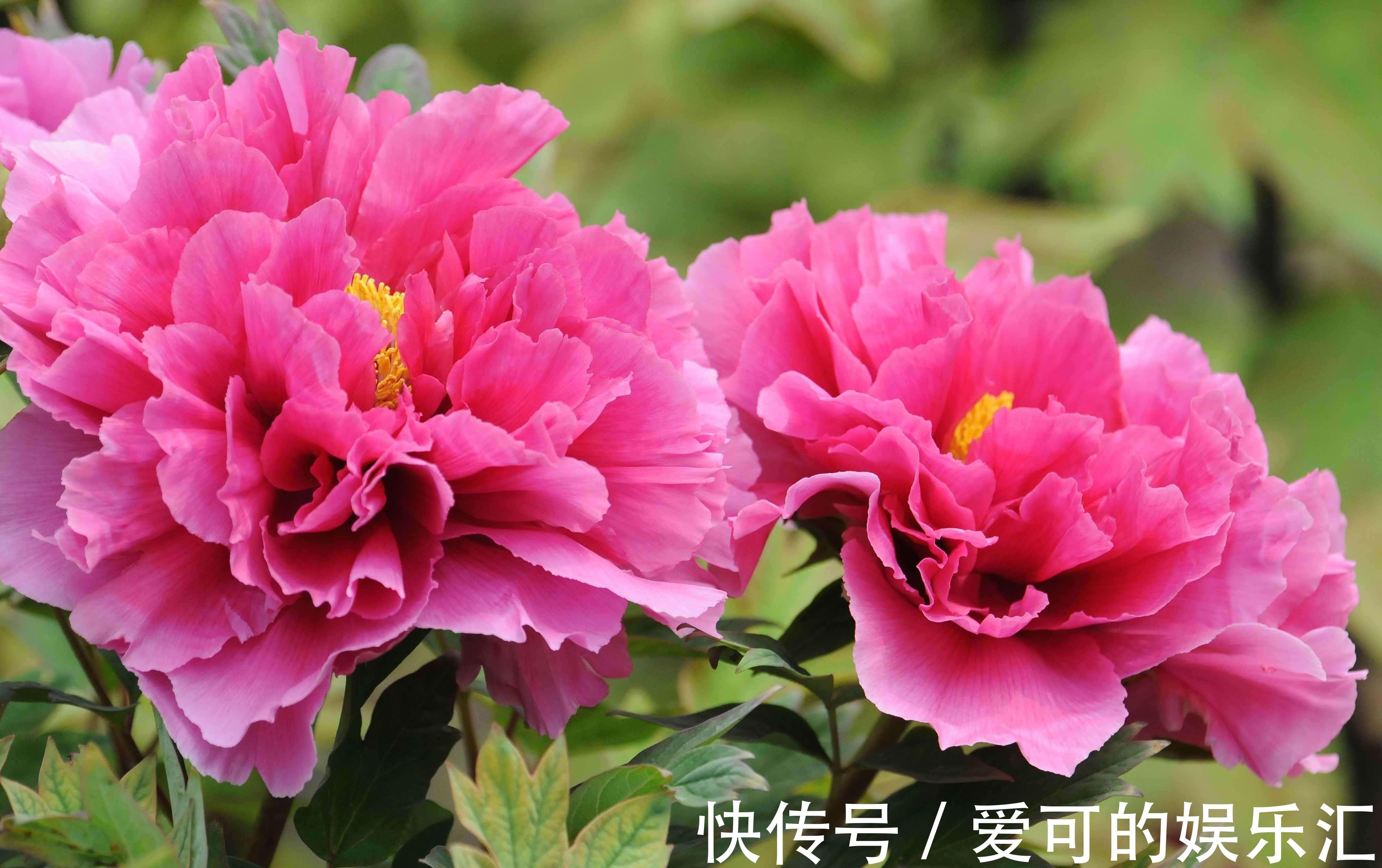 养花试试这几款，高颜值还能用来做食物