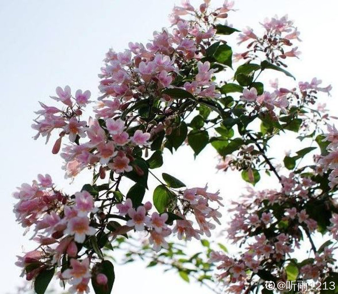 1种花长得像金鱼,耐寒好养活,种得越多越壮观