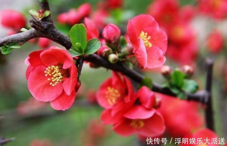 花期最长的“4种花”,福运财运旺,新的一年幸福满满!