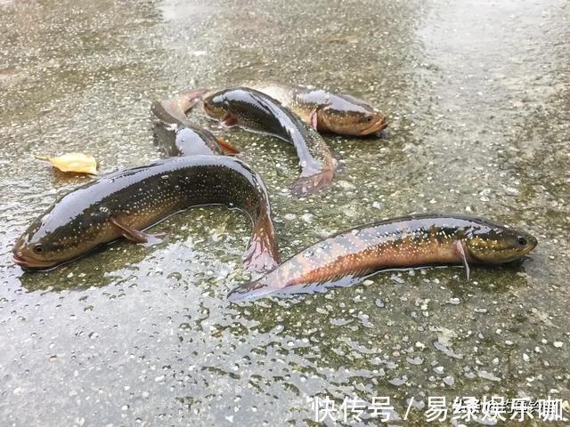 小鱼|入侵长江的新物种?专门吃小鱼小虾?它是土生土长的原生鱼