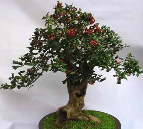 枸骨是制作盆景的好素材,集观形、观叶、观果于一身,还很好养活