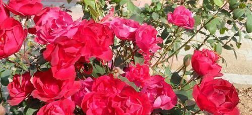 她用一斤香蕉皮把花养爆盆,全年不用施肥,花长得又壮又好开花多