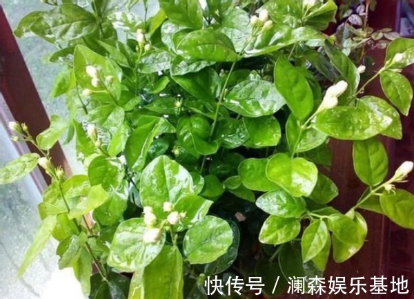 室外温度达到10度以上,越早将它们露天安置,开花就越多越好