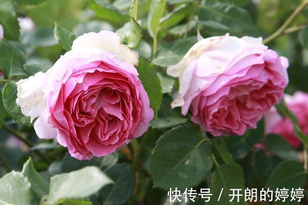 8种浓香型月季,个个惊艳十足,花香闻之沁人心脾,让人爱不释手