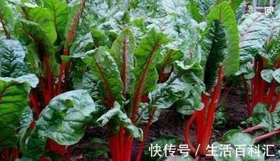 牛皮菜|女性不想老的快,学会多吃此菜,活血抗衰老,远离炎症更健康