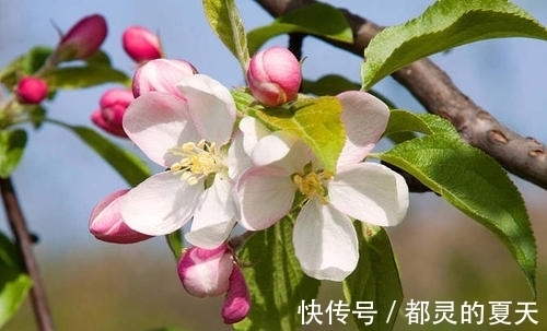 天秤们|十月中旬桃花朵朵开,爱情运势很旺的星座