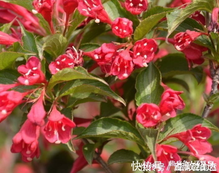 锦带花$此花种植历史悠久,形象十分的耀眼,寓意着未来前程似锦一片光明