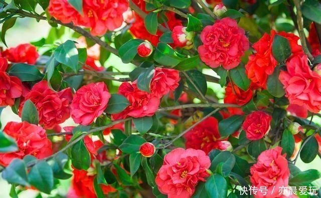 清园|花园清园需“谨慎”，4种花清园后不开花，很多人不当一回事