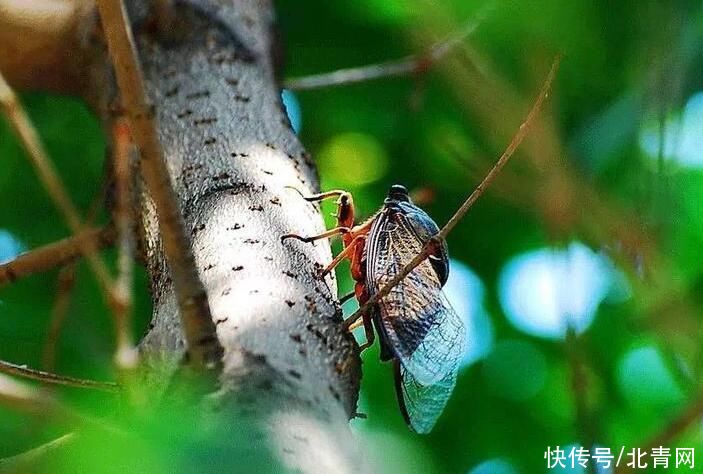 半夏生|夏至节气分三候 夏天竟然也有“数九”？