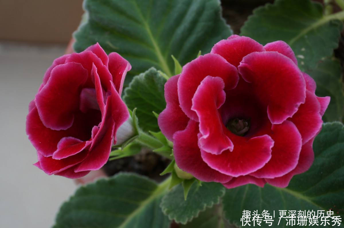 此花人人见了都夸美,是优良的观赏花卉之一,代表着华美和欲望