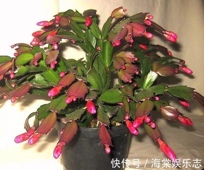 植株|秋季蟹爪兰花期浇水就死掌握3个浇水窍门,盆底排水流畅是关键