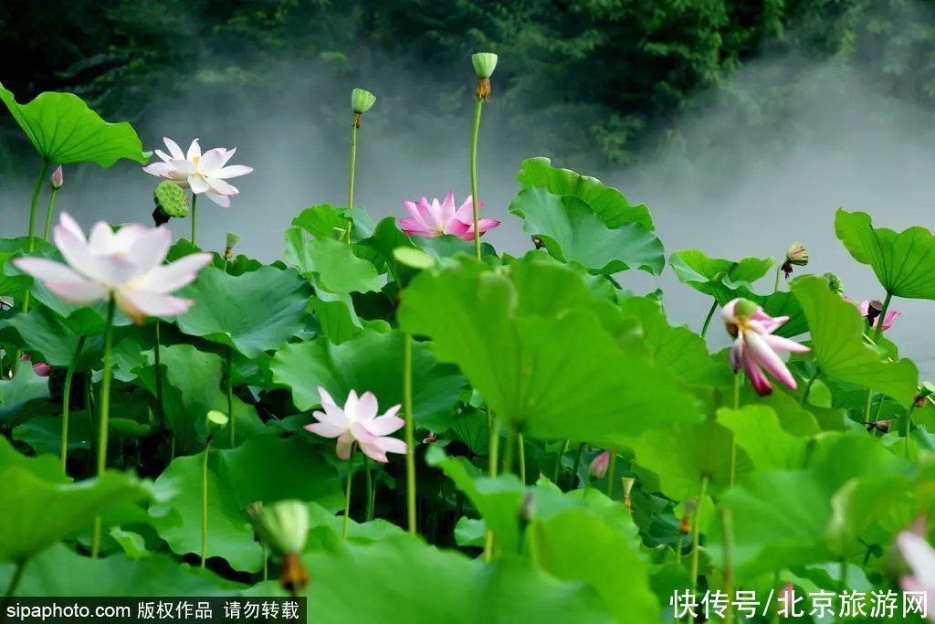 盗梦空间|免费！雾里看花水中望月！这个小众公园已化身湖光仙境！太美了