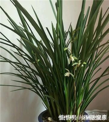 兰花“病央央”，教你几招，瞬间恢复生机，开花多多