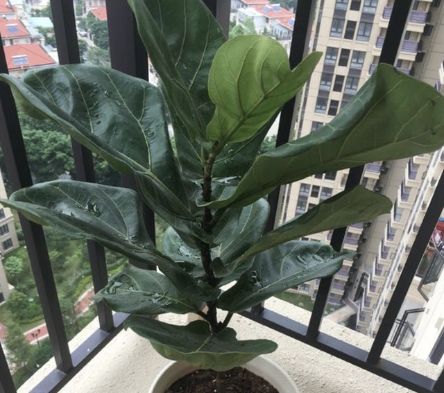 植株|净化空气的“2种花”，春节养“2盆”，40天后株型美，绿油油！
