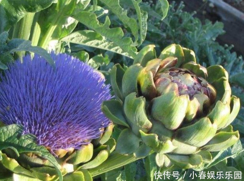 路边没人要的野花，国外人买来当菜吃，开花很美、很受欢迎！