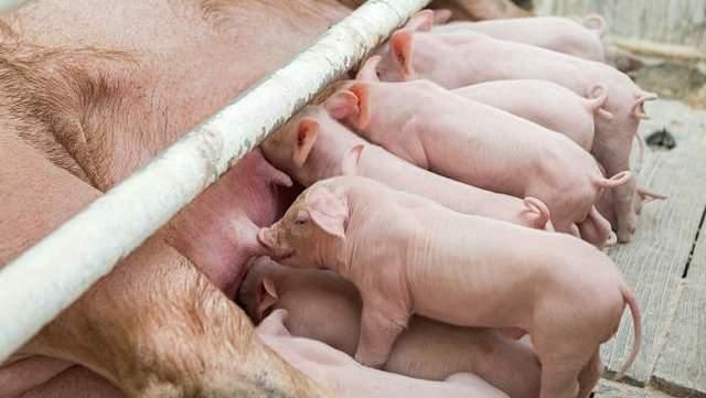 以挤出|母猪产前有何征兆？老兽医教你判断母猪预产期，下猪也能睡好觉