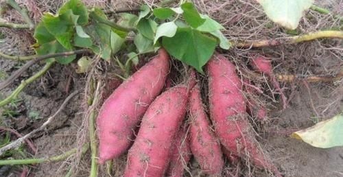 胃黏膜|胃不太好的，牢记多吃1白，少吃3红，修复胃黏膜，肠胃更健康