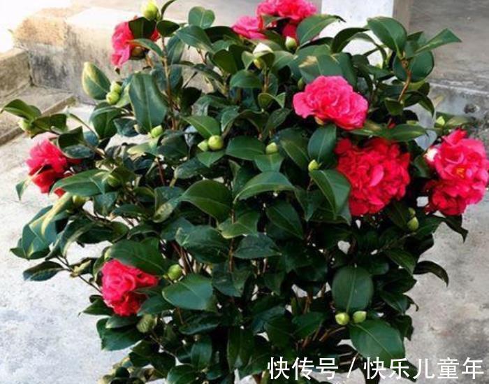 茶花|忘了月季吧,此款好养更耐寒,花苞犹如鸽子蛋,一开就是小半年