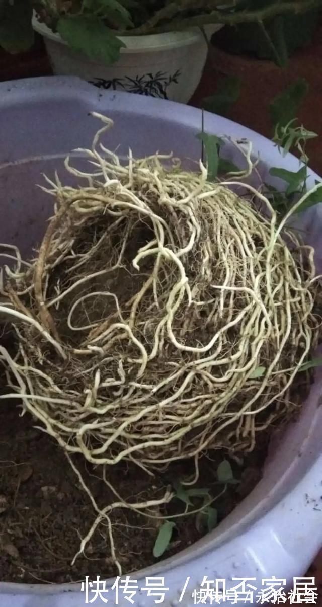 养花技巧:折腾不死的25种花,咋养都爆盆,懒人最适合