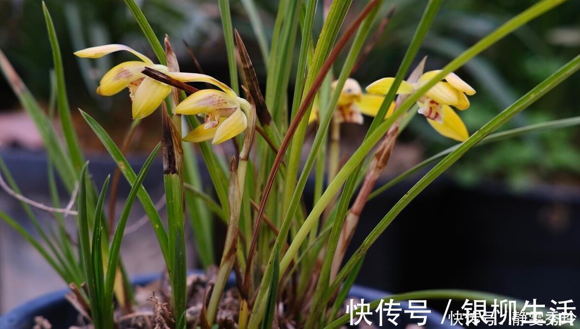 黄金时间段|兰花翻盆：两花不翻、两水不浇、两肥不施，你做对了吗