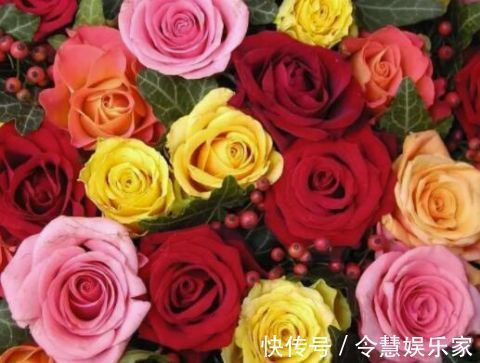 玫瑰花，最美的“4种”，随便养一盆，比香水好闻，比牡丹更好看