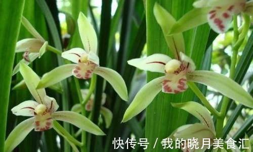 栀子花,兰花不开花,水里加点它,只喷一点点,阳台秒变大花园