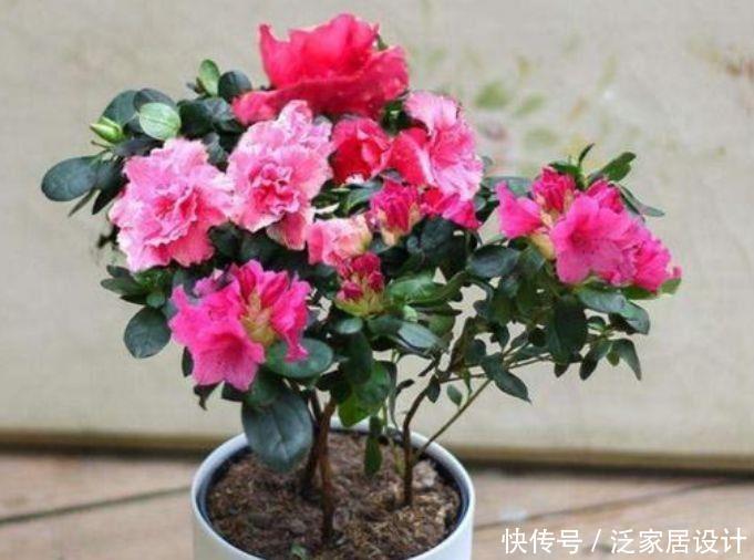 适合居家养护的花卉,365天开花不断,四季繁花似锦,美极了