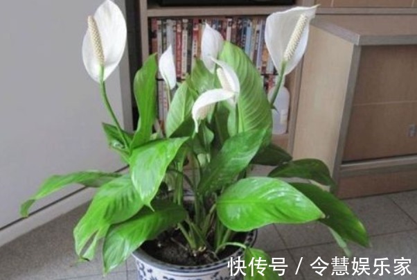 土壤|养白掌,做好“四不要”,才能绿油茂盛,开花不停