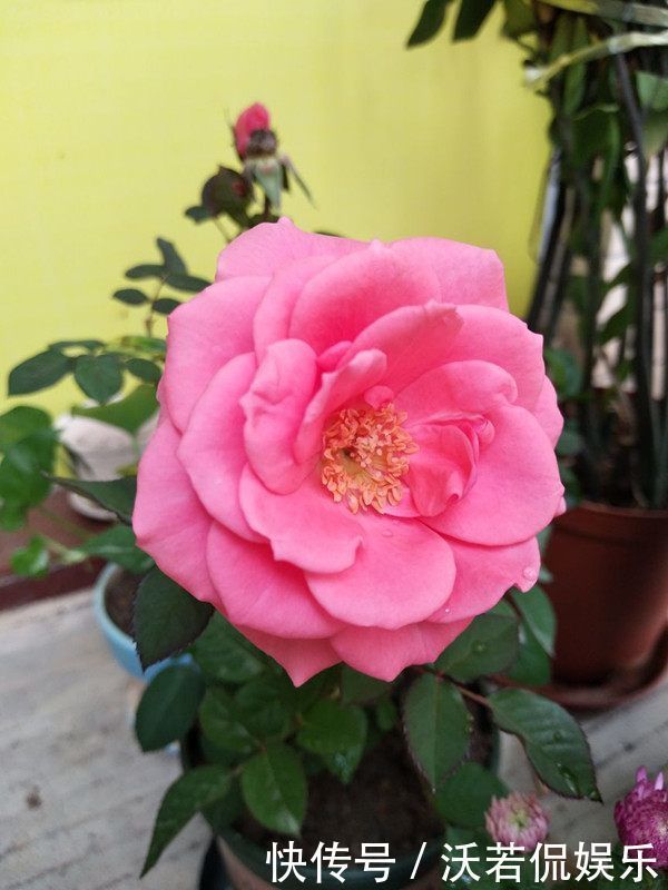 戴尔巴德|喜欢月季,就选“优良名品”戴尔巴德,花型丰满,丰腴婀娜!!