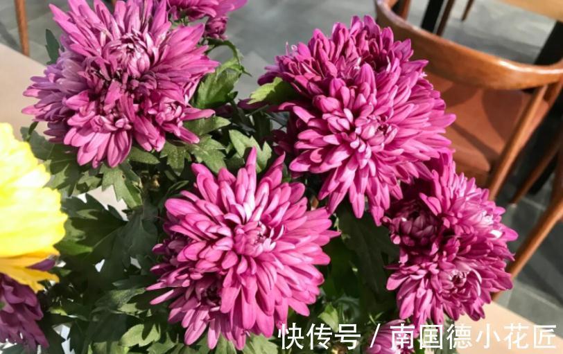 天然|1种很棒的天然生根剂，简单处理，养啥旺啥，却总被当垃圾丢了