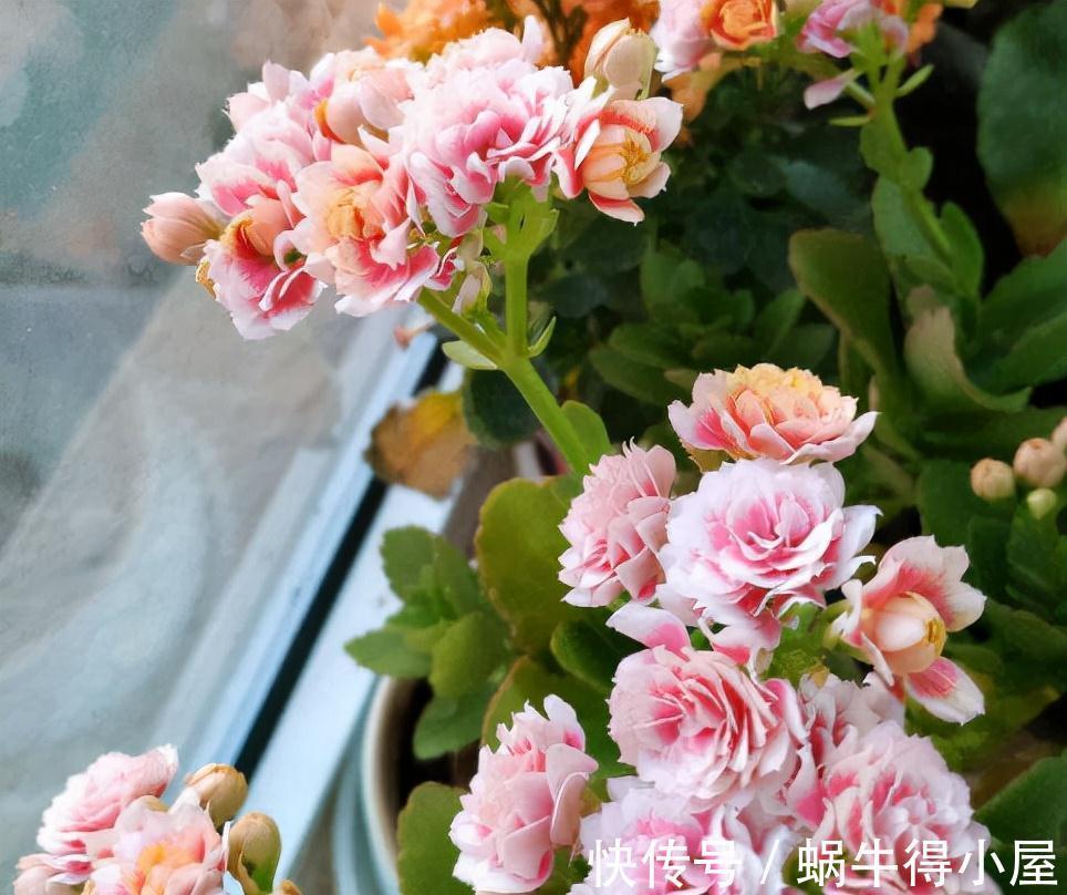 长寿|秋天阳台养一盆花,株型小、花量大、花色多种,喜庆美观好养