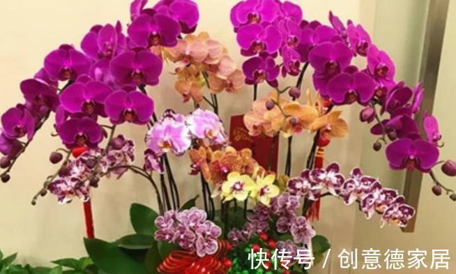 花海|秋天养花首选这5种，天气凉爽长势好，现在养几盆，春节开出花海