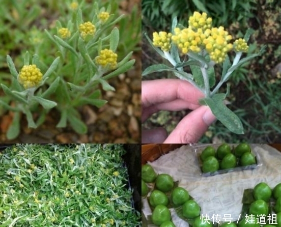 蒲公英|春季到农村挖野菜,这九种野菜可以吃而且营养价值高,你吃过几种