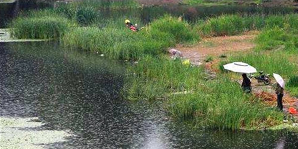 盛夏钓位深浅选择“绝招”：鱼“吃饭”时钓浅，鱼“休息”时钓深