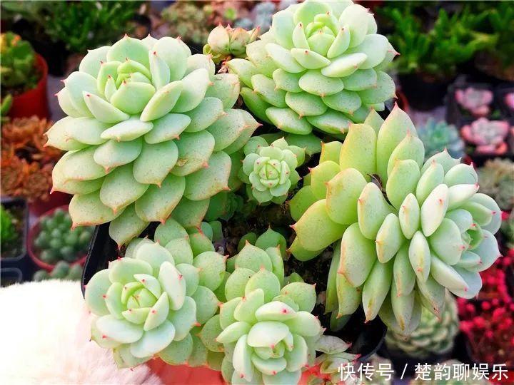 生石花|6种多肉太难养,赶紧留个种,省得每年都要重新买!