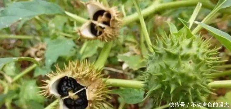 古代|古代“蒙汗药”原来随手就能做,解药也很容易,看完一定不要学