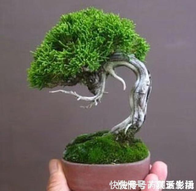 青苔|马路边常见“3种草”，养花盆里变“盆景”，好看又值钱！