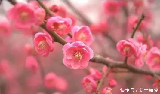 诗词|春风,是最美的春日诗词