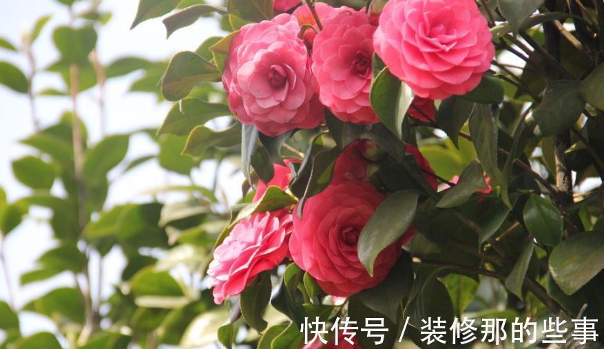 绕道|5种漂亮花，南方随便养开满枝，北方朋友请绕道，易黄叶长不好